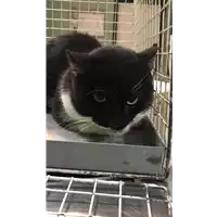 Foto dell\'animale gatto - Matr. 2019/0294 - Microchip 380260043872750