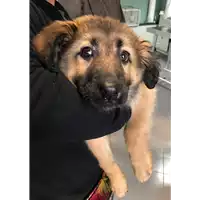 Foto dell\'animale cane - Matr. 2019/0296 - Microchip 380260043853759