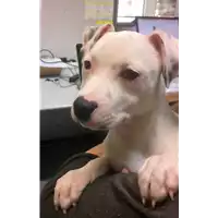 Foto dell\'animale cane - Matr. 2019/0297 - Microchip 380260043853666