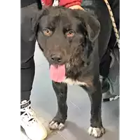 Foto dell\'animale cane - Matr. 2018/0241 - Microchip 380260043520253