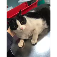Foto dell\'animale gatto - Matr. 2019/0306 - Microchip 380260043854299