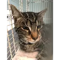 Foto dell\'animale gatto - Matr. 2019/0307 - Microchip 380260043854341