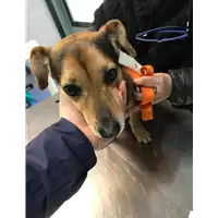 Foto dell\'animale cane - Matr. 2019/0314 - Microchip 380260042128515