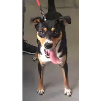 Foto dell\'animale cane - Matr. 2018/2178 - Microchip 380260101044327