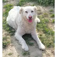 Foto dell\'animale cane - Matr. 2019/0316 - Microchip 380260043869592