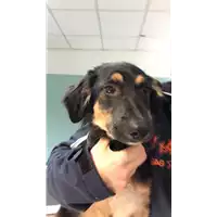 Foto dell\'animale cane - Matr. 2019/0320 - Microchip 380260043872535