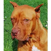 Foto dell\'animale cane - Matr. 2019/0321 - Microchip 380260002115942