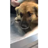 Foto dell\'animale cane - Matr. 2019/0324 - Microchip 380260043870288