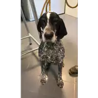 Foto dell\'animale cane - Matr. 2019/0325 - Microchip 981100000712032