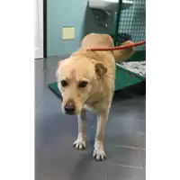 Foto dell\'animale cane - Matr. 2019/0327 - Microchip 380260043873481