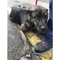 Foto dell\'animale cane - Matr. 2018/2487 - Microchip 380270043853763