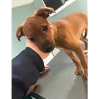 Foto dell\'animale cane - Matr. 2019/0329 - Microchip 380260043854290