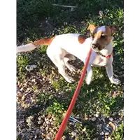 Foto dell\'animale cane - Matr. 2019/0330 - Microchip 380260101274874