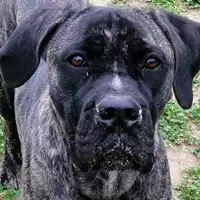 Foto dell\'animale cane - Matr. 2019/0331 - Microchip 380260043873192