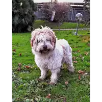 cane - Matr. 2019/0333 - Microchip 380260043854373