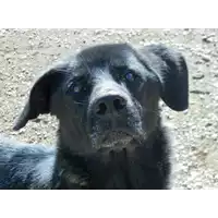 Foto dell\'animale cane - Matr. 2013/1687 - Microchip 380260002141092