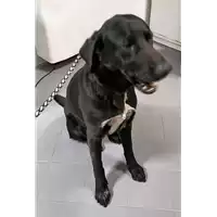 Foto dell\'animale cane - Matr. 2019/0339 - Microchip 380260043852856
