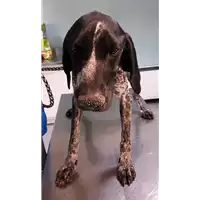 Foto dell\'animale cane - Matr. 2019/0340 - Microchip 380260100602369