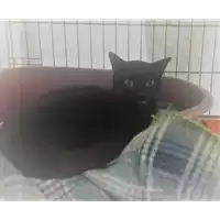 Foto dell\'animale gatto - Matr. 2016/1741 - Microchip 380260042831031