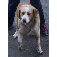 Foto dell\'animale cane - Matr. 2019/0342 - Microchip 380260043853031
