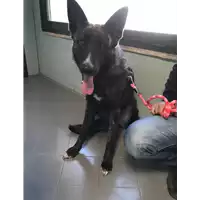 Foto dell\'animale cane - Matr. 2018/0661 - Microchip 380260043523876