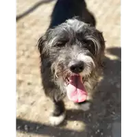 Foto dell\'animale cane - Matr. 2019/0343 - Microchip 380260043854090
