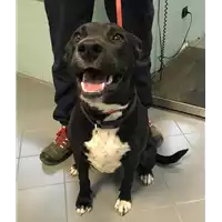 Foto dell\'animale cane - Matr. 2019/0344 - Microchip 380260043873273