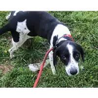 Foto dell\'animale cane - Matr. 2019/0345 - Microchip 380260010072155