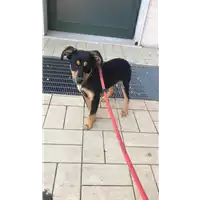 Foto dell\'animale cane - Matr. 2019/0347 - Microchip 380260043873374