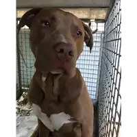 Foto dell\'animale cane - Matr. 2019/0348 - Microchip 380260043685256