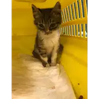 Foto dell\'animale gatto - Matr. 2019/0349 - Microchip 380260043873087