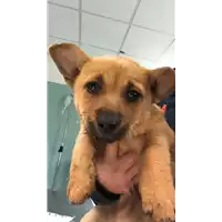 Foto dell\'animale cane - Matr. 2019/0352 - Microchip 380260043848021