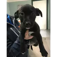 Foto dell\'animale cane - Matr. 2019/0360 - Microchip 380260043633918