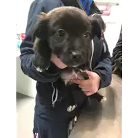 Foto dell\'animale cane - Matr. 2019/0357 - Microchip 380260043633950