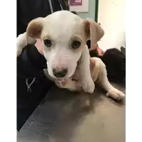 Foto dell\'animale cane - Matr. 2019/0356 - Microchip 380260043634074