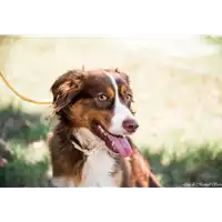 Foto dell\'animale cane - Matr. 2019/0361 - Microchip 380260043633567