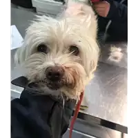 Foto dell\'animale cane - Matr. 2019/0363 - Microchip 380260043872651