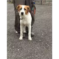 Foto dell\'animale cane - Matr. 2019/0365 - Microchip 380260101296469
