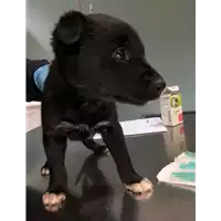 Foto dell\'animale cane - Matr. 2019/0368 - Microchip 380260043869829