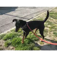 Foto dell\'animale cane - Matr. 2019/0372 - Microchip 642093400142192