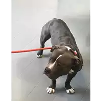 Foto dell\'animale cane - Matr. 2019/0374 - Microchip 380260002573864