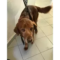 Foto dell\'animale cane - Matr. 2019/0375 - Microchip 981100002101770