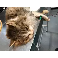 Foto dell\'animale gatto - Matr. 2019/0377 - Microchip 380260043869664