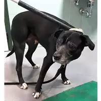 Foto dell\'animale cane - Matr. 2019/0379 - Microchip 380260100742828