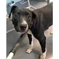 Foto dell\'animale cane - Matr. 2019/0380 - Microchip 380260043634085