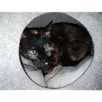 Foto dell\'animale gatto - Matr. 2019/0395 - Microchip 380260043873186