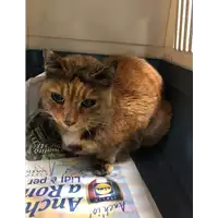 gatto - Matr. 2019/0398 - Microchip 380260043869791
