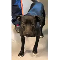 Foto dell\'animale cane - Matr. 2018/1474 - Microchip 380260042931880