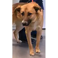 Foto dell\'animale cane - Matr. 2019/0402 - Microchip 380260043233457