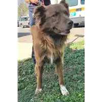 Foto dell\'animale cane - Matr. 2018/1931 - Microchip 380260042933033